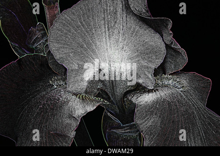 Spezialeffekt-Bild von Iris (Iris X germanica) Stockfoto