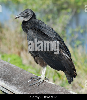 Mönchsgeier Perchind, Nahaufnahme Stockfoto