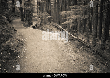 Trail durch alten Waldbestands im Flusstal Ohanapecosh, Mount-Rainier-Nationalpark, Washington, USA Stockfoto