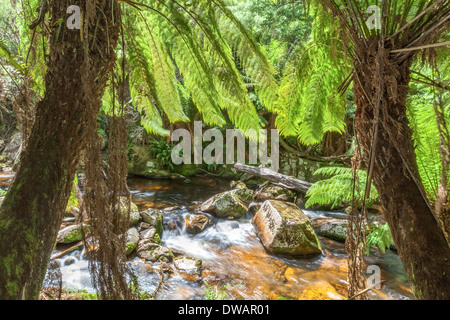 Hallen fällt, der blauen Stufe Forest Reserve, in der Nähe von St Helen's, Tasmanien, Australien Stockfoto