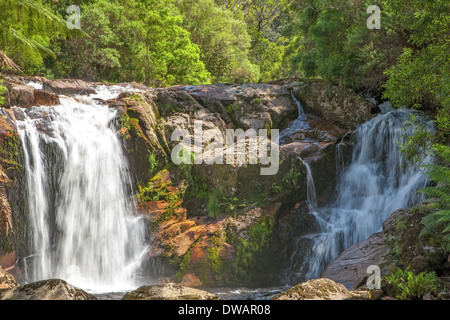 Hallen fällt, der blauen Stufe Forest Reserve, in der Nähe von St Helen's, Tasmanien, Australien Stockfoto