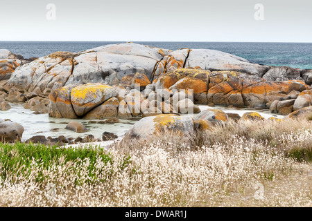 Garden Bay of Fire, auch Larapuna genannt, mit Flechten auf Granitfelsen, die zum Namen Tasmanien, Australien führen Stockfoto