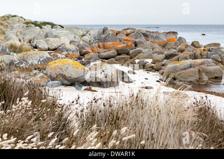 Garden Bay of Fire, auch Larapuna genannt, mit Flechten auf Granitfelsen, die zum Namen Tasmanien, Australien führen Stockfoto