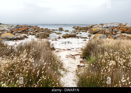 Garden Bay of Fire, auch Larapuna genannt, mit Flechten auf Granitfelsen, die zum Namen Tasmanien, Australien führen Stockfoto