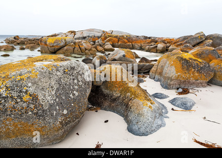 Garden Bay of Fire, auch Larapuna genannt, mit Flechten auf Granitfelsen, die zum Namen Tasmanien, Australien führen Stockfoto