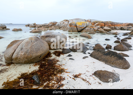 Garden Bay of Fire, auch Larapuna genannt, mit Flechten auf Granitfelsen, die zum Namen Tasmanien, Australien führen Stockfoto