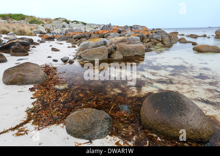 Garden Bay of Fire, auch Larapuna genannt, mit Flechten auf Granitfelsen, die zum Namen Tasmanien, Australien führen Stockfoto