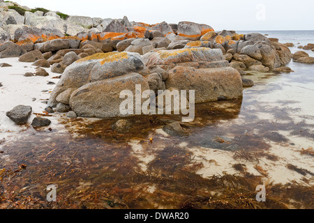 Garden Bay of Fire, auch Larapuna genannt, mit Flechten auf Granitfelsen, die zum Namen Tasmanien, Australien führen Stockfoto