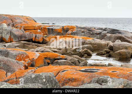 Garden Bay of Fire, auch Larapuna genannt, mit Flechten auf Granitfelsen, die zum Namen Tasmanien, Australien führen Stockfoto