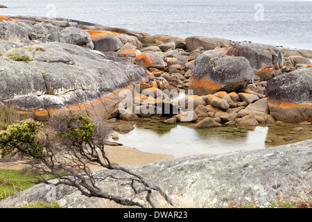 Garden Bay of Fire, auch Larapuna genannt, mit Flechten auf Granitfelsen, die zum Namen Tasmanien, Australien führen Stockfoto