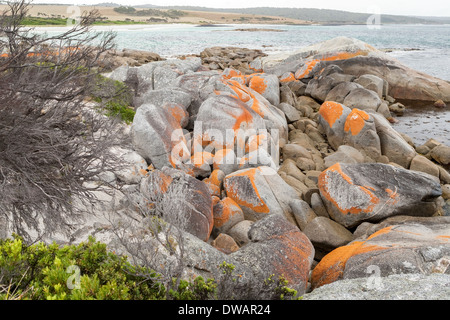 Garden Bay of Fire, auch Larapuna genannt, mit Flechten auf Granitfelsen, die zum Namen Tasmanien, Australien führen Stockfoto