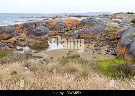 Garden Bay of Fire, auch Larapuna genannt, mit Flechten auf Granitfelsen, die zum Namen Tasmanien, Australien führen Stockfoto