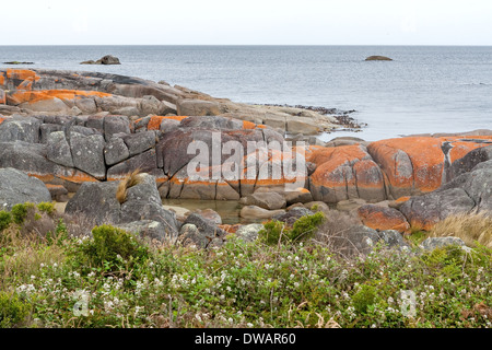 Garden Bay of Fire, auch Larapuna genannt, mit Flechten auf Granitfelsen, die vielleicht zu dem Namen Tasmanien, Australien, geführt haben Stockfoto