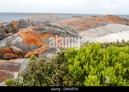 Garden Bay of Fire, auch Larapuna genannt, mit Flechten auf Granitfelsen, die zum Namen Tasmanien, Australien führen Stockfoto