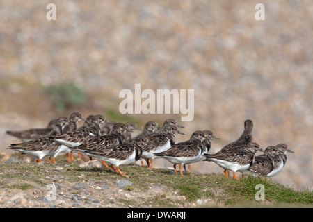 Steinwälzer Arenaria interpres Stockfoto