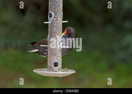 Moorhen Gallinula chloropus Stockfoto