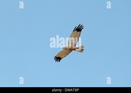 Marsh Harrier Circus Aeruginosus - männlich Stockfoto