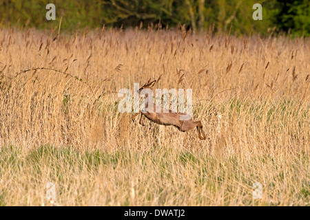 Rehe Capreolus capreolus Stockfoto