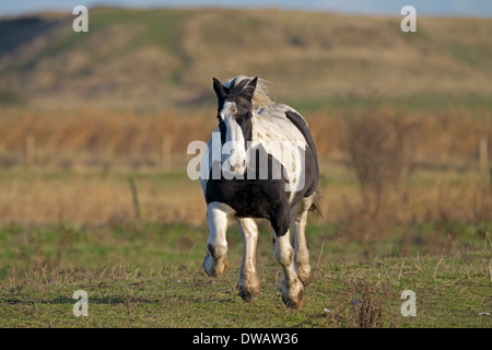 Im Galopp Shire Horse, Norfolk, Großbritannien Stockfoto