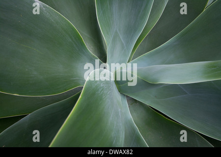 Nahaufnahme des Zentrums (Rosette) einer Agave attenuata-Anlage in Kew Gardens, Großbritannien. Stockfoto