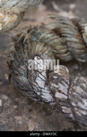 Nahaufnahme eines geflochtenen alten Seils, das als Teil einer „Castaway“-Ausstellung in den Royal Botanical Gardens in Kew, Großbritannien, verwendet wird. Stockfoto