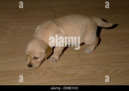 Mallory, Yorkbeach goldenen Seelord, 4 Wochen alten männlichen golden Retriever Welpe erkundet Laminatboden Stockfoto