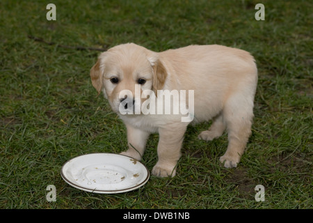 Mallory, Yorkbeach goldenen Seelord, 6 Wochen alten männlichen golden Retriever Welpe steht, nachdem er aus seinem Mittagessen poliert hat Stockfoto