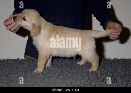 Mallory, Yorkbeach Gold Seelord, 6 Wochen Alter männlichen golden Retriever Welpe steht auf Polyester Teppich auf den Tisch für ein Stück Käse Stockfoto