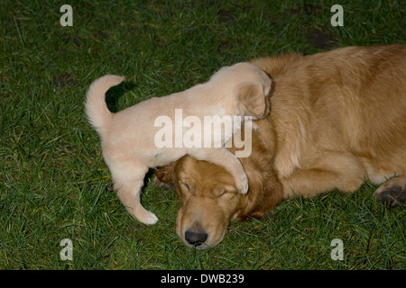 Rudi, Yorkbeach goldenen Meer Lad, 5 Wochen Alter männlichen golden Retriever Welpe klettert auf seine Mutter auf dem Rasen im Garten des Züchters Stockfoto