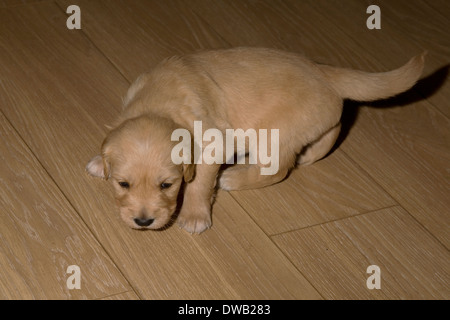 Rudi, Yorkbeach goldenen Meer Lad, 4 Wochen Alter männlichen golden Retriever Welpe erkundet braun Laminatboden Stockfoto