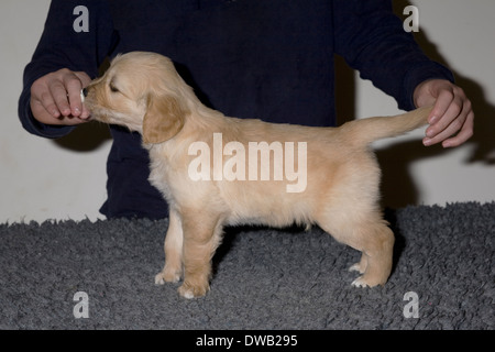 Rudi, Yorkbeach goldenen Meer Bursche, ein 6 Wochen alten männlichen golden Retriever Welpe stellt stehend auf einem Polyester Teppich auf einem Tisch im Innenbereich Stockfoto