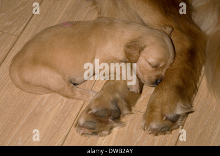Sommer, einen 3 Wochen alten weiblichen golden Retriever-Welpe schläft auf ihre Mutter Tasche Beine nachdem sie Extra hat füttern Stockfoto
