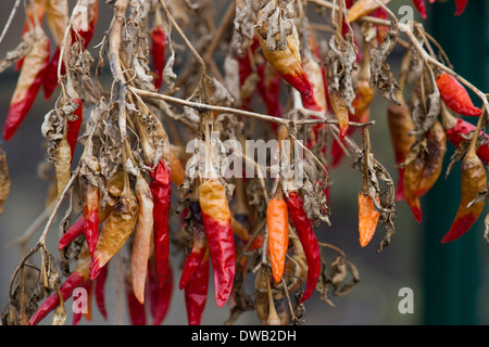 Hängende Red Chilli Früchte auf Pflanzen in einem Gewächshaus austrocknen. UK Stockfoto