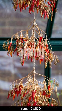 Hängende Red Chilli Früchte auf Pflanzen in einem Gewächshaus austrocknen. UK Stockfoto