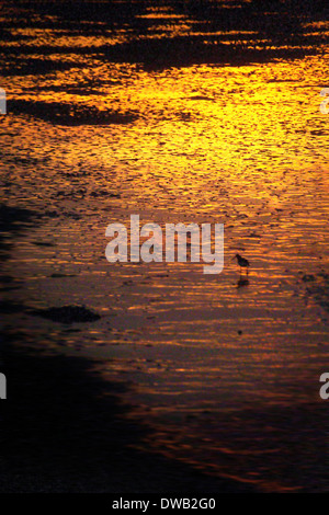 Sonnenuntergang über die Bucht von Budle, Northumberland Stockfoto