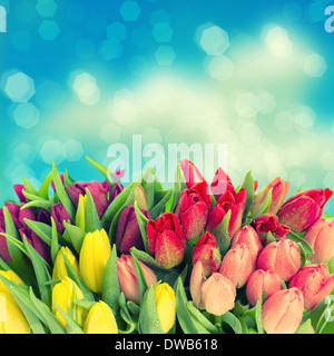 Tulpen. frischen Frühlingsblumen mit Wasser Tropfen über blauen verschwommenen Hintergrund. Vintage-Stil getönten Bild Stockfoto