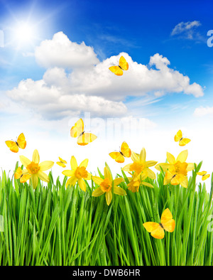 Wiese mit Narzissen Blumen in grünen Rasen. Frühlings-Landschaft mit Schmetterlingen und sonnigen blauen Himmel. Collage Stockfoto