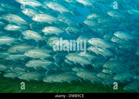 Masse der Bigeye Makrelen. Stockfoto