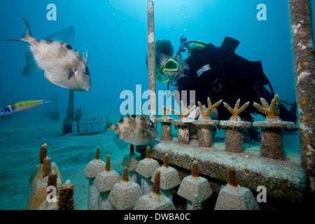 CRF-Transplantationen Korallen. Stockfoto