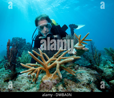 Transplantation von Korallen. Stockfoto