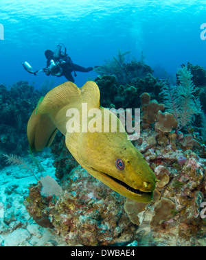 Grüne Muräne nähert. Stockfoto