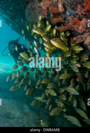 Taucher am Wrack. Stockfoto