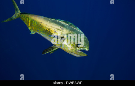 Bull-Delfin oder Mahi-Mahi. Stockfoto