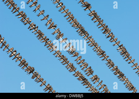 Vögel sitzen auf Drähte Stockfoto