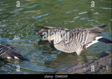 Hawaiianische Gans Stockfoto