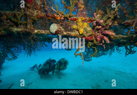 Taucher am Wrack. Stockfoto