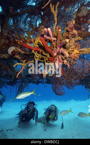 Taucher am Wrack. Stockfoto