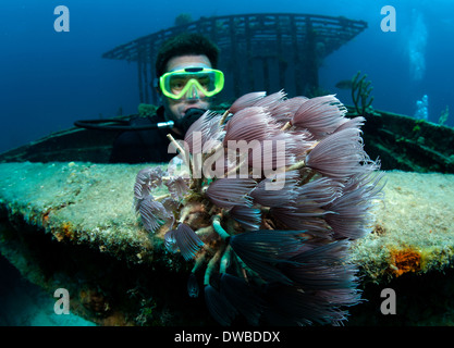 Taucher Ansichten Unterwasserwelt am Wrack. Stockfoto