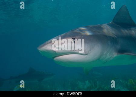 Tigerhai Nahaufnahme. Stockfoto