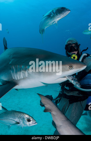 Shark Feeder füttert Hai. Stockfoto